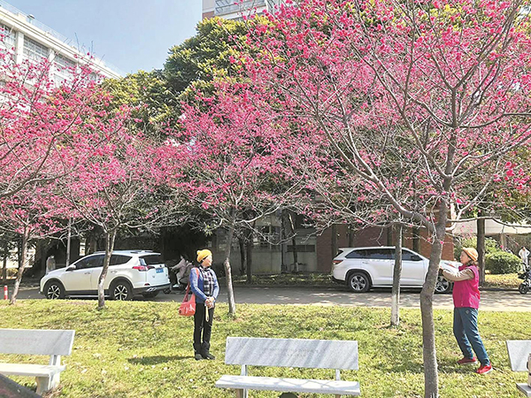 华南农业大学内，樱花已在怒放。