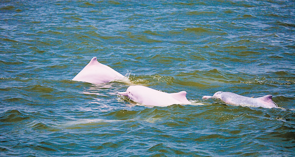 中华白海豚畅游蓝天碧海间