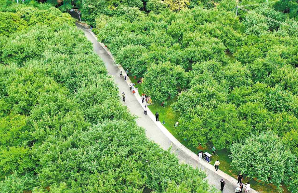 广州：一树青梅一城春