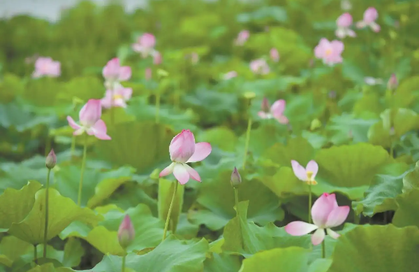 阳江海陵岛160亩荷花进入盛花期