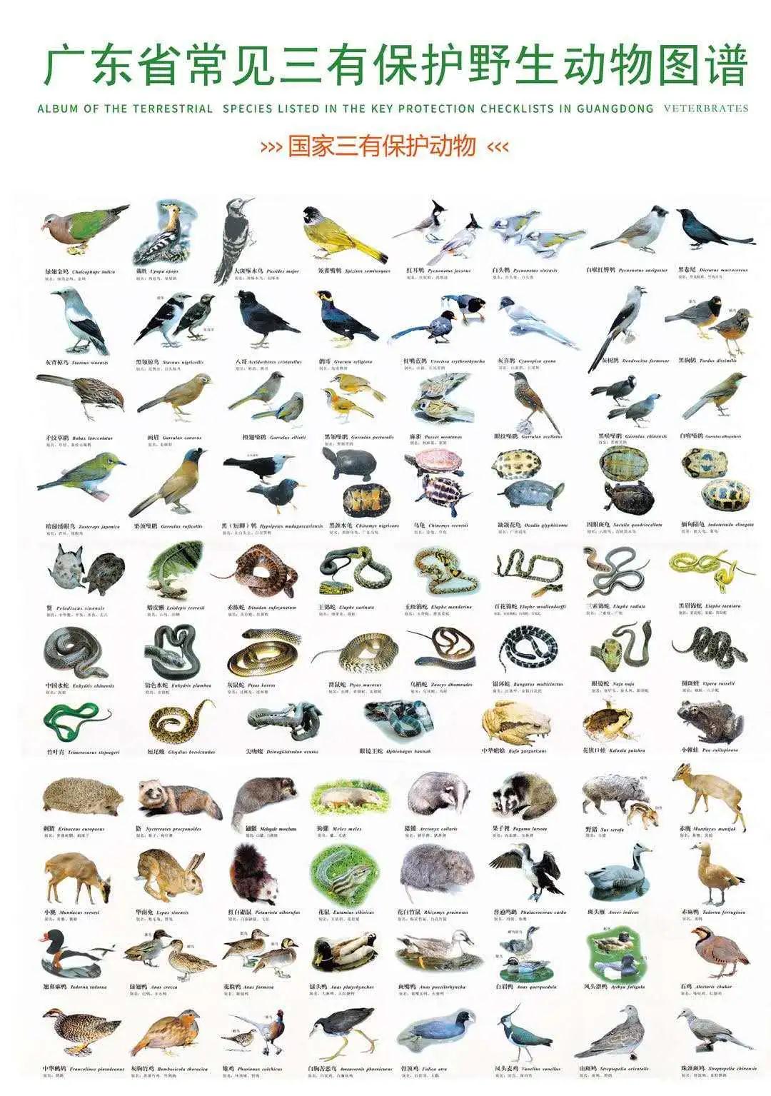 53种野生动物名字图片